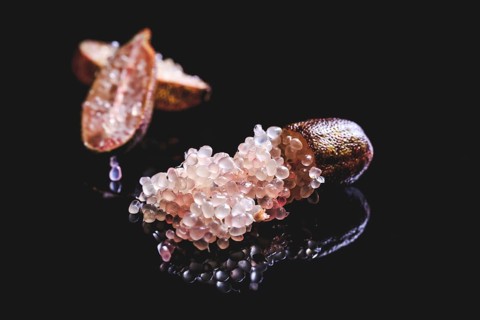Australian finger lime or caviar lime, edible fruits used in gourmet cuisine. Citrus australasica