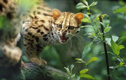 LEOPARD CAT (prionailurus bengalensis), ERWACHSENER SCHNARLING