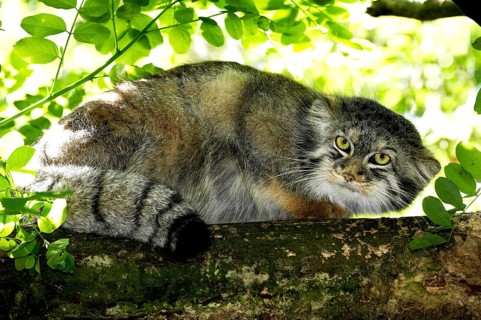 Pallas's cat (otocolobus manul) or Pallas' cat, adult on branch