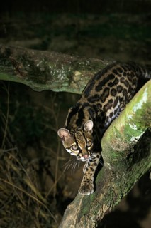 MARGAY CAT leopardus wiedi, adult ON BRANCH