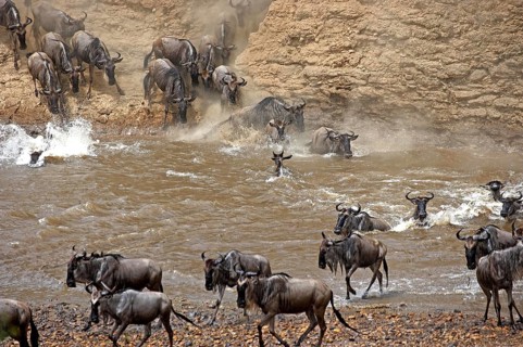 Blue Wildebeest (connochaetes taurinus), Herd crossing Mara River during Migration, Masai Mara Park