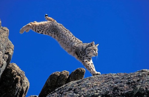 BOBCAT (lynx rufus), ADULT LEAPING ON ROCK, CANADA