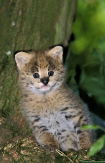 SERVAL (leptailurus serval), CUB SITTING