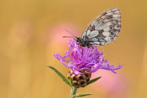 Marbled white (Melanargia galathea), Brown knapweed (Centaurea jacea) North Rhine-Westphalia,