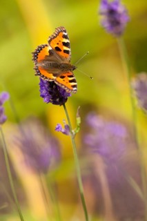 Small tortoiseshell (Aglais urticae) Rhineland-Palatinate, Germany, Europe