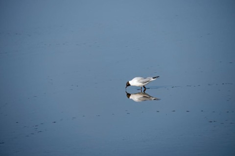 Arctic tern in the Wadden Sea World Heritage Site