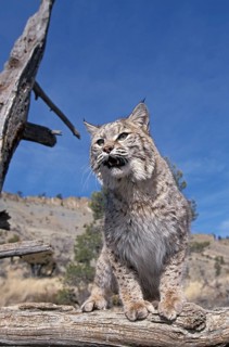 Bobcat (lynx rufus), Adult in Tree against Blue Sky, Canada, North America