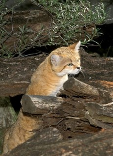 SAND sand cat (felis margarita), ADULT