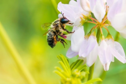 A wild wet bee gathering pollen on a pink clover flower
