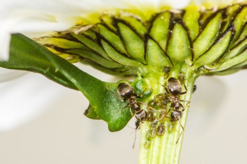 Lice and Ants on the stem of a flower