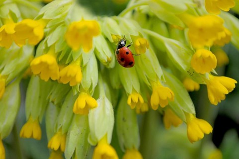 Common cowslip (Primula veris) in the garden. Ladybird with primroses, seven-spott ladybird