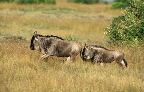 Blue Wildebeest (connochaetes taurinus), Masai Mara Park in Kenya