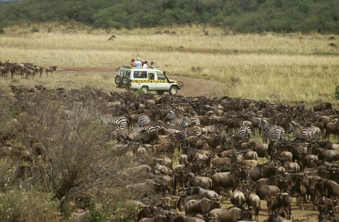 SAFARI IN MASAI MARA PARK IN KENYA DURING WILDEBEEST MIGRATION