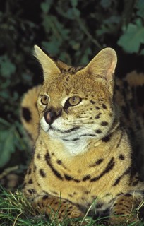SERVAL (leptailurus serval), ADULT LAYING DOWN ON GRASS