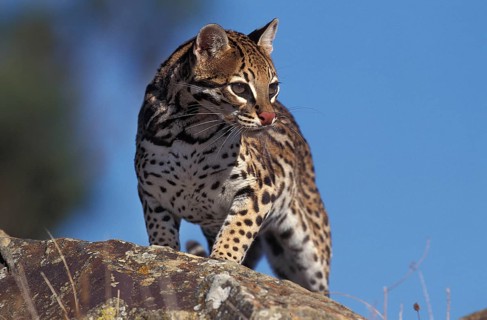 Ocelot (leopardus pardalis), ADULT ON ROCK