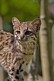 Tiger Cat or Oncilla (leopardus tigrinus), Portrait of Adult