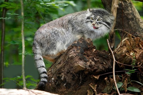 Pallas's cat (otocolobus manul) or Pallas' cat, adult on stump