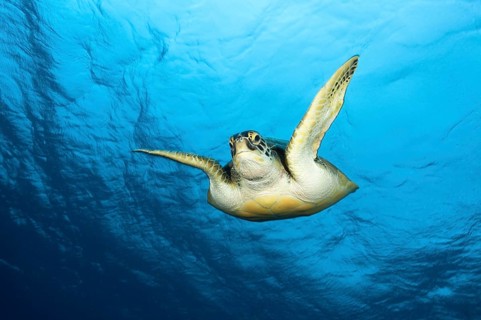 Green Sea Turtle (Chelonia mydas), Baa Atoll, Indian Ocean, Maldives, Asia