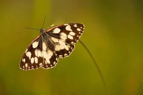 Marbled white (Melanargia galathea) North Rhine-Westphalia, Germany, Europe