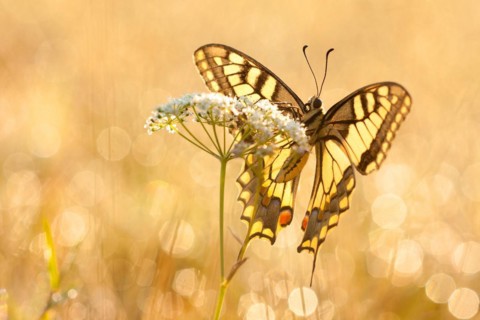 Swallowtail (Papilio machaon) North Rhine-Westphalia, Germany, Europe