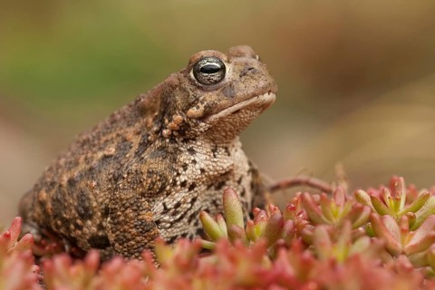 Natterjack toad (Epidalea calamita), Germany, Europe