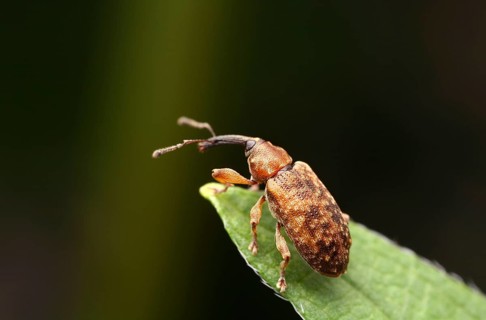 Small weevil (Dorytomus) on a leaf tip