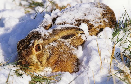 European Brown Hare (lepus europaeus), Lying Low in Snow