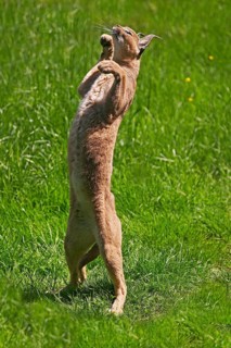 Caracal (caracal caracal), Adult on Hind Legs, Hunting