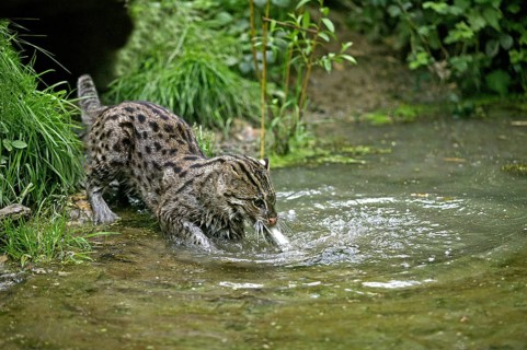 FISHING CAT (prionailurus viverrinus), ADULT IN WATER CATCHING FISH