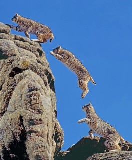 Bobcat (lynx rufus), adult jumps on rocks, movement pattern, Canada, North America