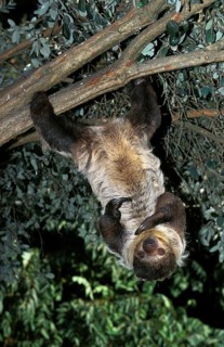 Maned Three Toed Sloth (bradypus torquatus), Adult hanging from Branch, Pantanal in Brazil
