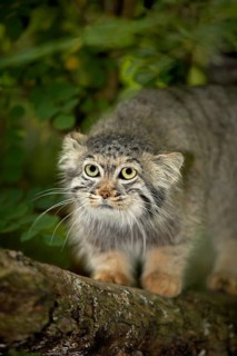 Pallas's cat (otocolobus manul) or Pallas' cat, adult on branch