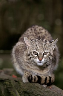 Geoffroy's cat, oncifelis geoffroyi, adult