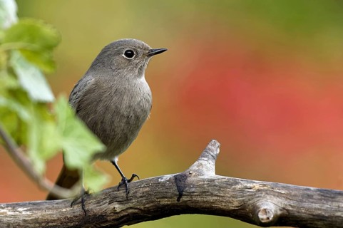 Black redstart