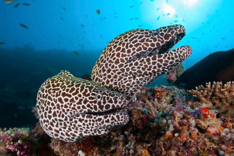 Honeycomb (Gymnothorax favagineus) Morays, North Male Atoll, Indian Ocean, Maldives, Asia
