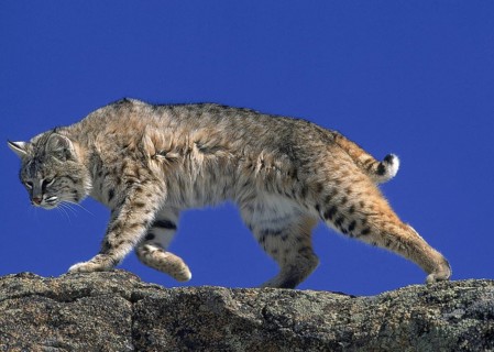 BOBCAT (lynx rufus), ADULT WALKING ON ROCK, CANADA