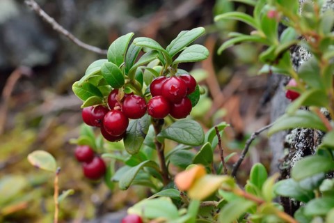 Ripe red berries of a cowberry close up in bright sunlight