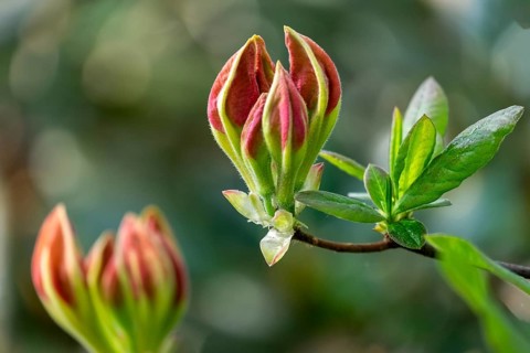 Buds of a scented azalea