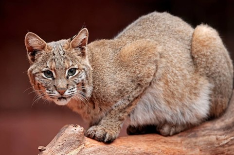 Bobkatze (Lynx rufus) (Felis rufa)