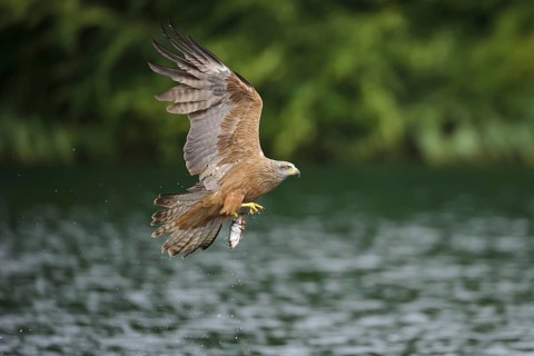 Black kite (Milvus migrans) with captured fish, exempted, Feldberger Seenlandschaft,