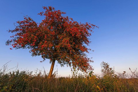 European rowan (Sorbus aucuparia) Lower Saxony, Germany, Europe