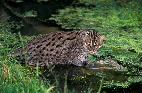 Fishing Cat (prionailurus viverrinus), Adult entering Water