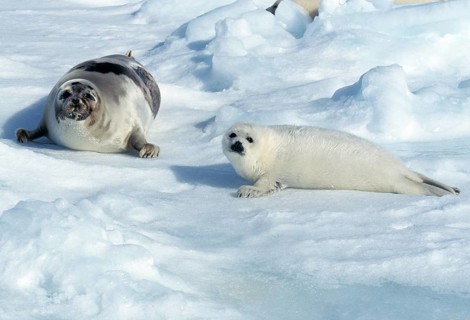 Harp seal (pagophilus groenlandicus), mother and pup lying on an ice floe, Magdalena Island in