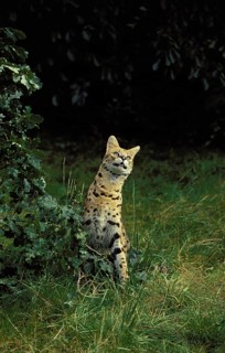 SERVAL (leptailurus serval), ADULT STANDING ON GRASS