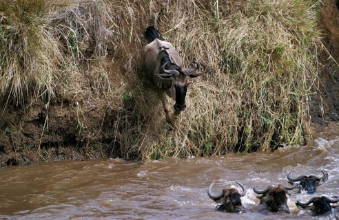 Blue Wildebeest (connochaetes taurinus), Herd crossing Mara River during Migration, Masai Mara Park