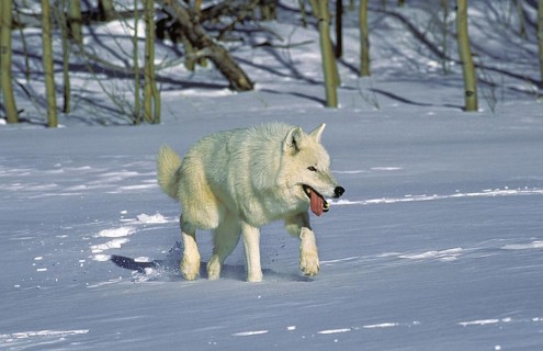 Arctic Wolf (canis lupus tundrarum), Adult standing on Snow, Alaska