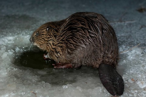 European beaver (Castor fiber), in Eisloch, Rosenheim, Bavaria, Germany, Europe
