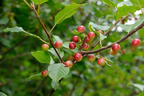 Alder buckthorn (Rhamnus frangula), buckthorn family (Rhamnaceae)