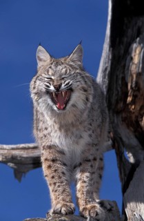Bobcat (lynx rufus), Adult Yawning against Blue Sky, Canada, North America