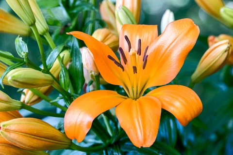 Closeup of orange Tiger Lilies flowering in a garden in Wales, United Kingdom, Europe